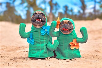 Funny pair of French Bulldog dog dressed up with cactus costumes with fake arms and flowers standing on sandy ground