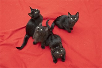 Four nine-week-old black kittens sitting on blanket