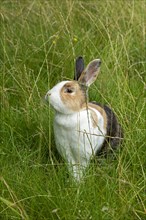 Dutch rabbit sitting in the grass