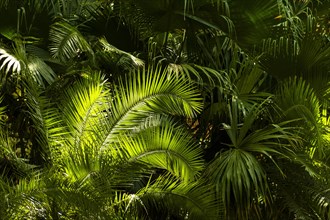Tropical greenery plants