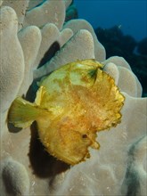 Yellow leaf scorpionfish