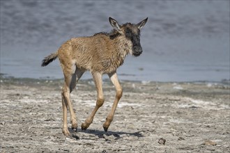 Wildebeest