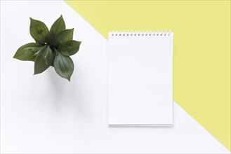 High angle view spiral notepad plant dual white yellow backdrop