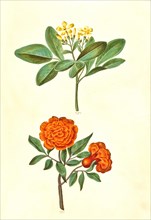 Fragrant jasmine odoratissimum