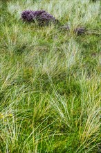 Grass cover in the dune landscape of Terschelling