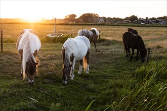 Horses in a pasture in the evening light on the North Sea island of Terschelling