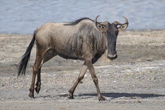 Wildebeest