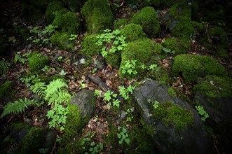 Fern and moss-covered rocks