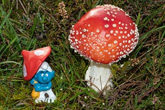 Toadstool fruiting body with white stem and red hat with white scales next to toy figure Smurf in green grass