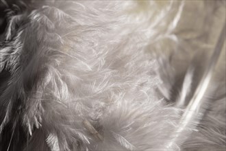 Close up white fluffy feathers
