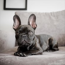 Portrait cute french bulldog