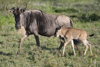 Wildebeest