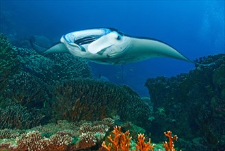 Giant ray reef manta ray