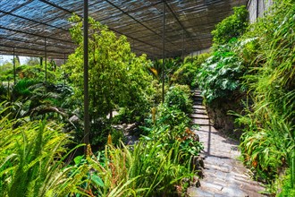 Interior view of the cold house Estufa Fria is a greenhouse with gardens