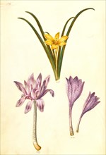 Meadow saffron