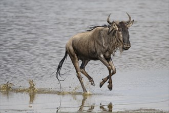 Wildebeest