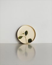 Abstract minimal plant cardboard circle