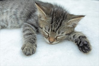 Nine-week-old tabby kitten sleeping