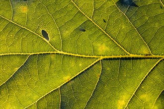 Leaf of an oak
