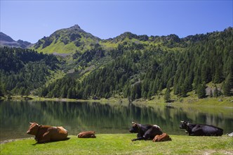 Cattle herd at Duisitzkarsee