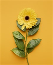 Top view blooming flower