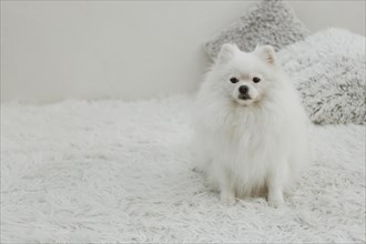 Beautiful white dog sitting bed copy space