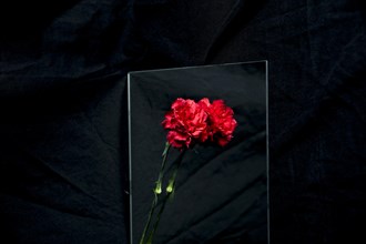 Red carnation flower reflecting glass black background
