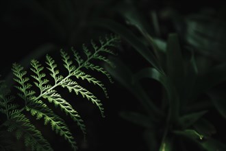 Attractive green leaf dark background