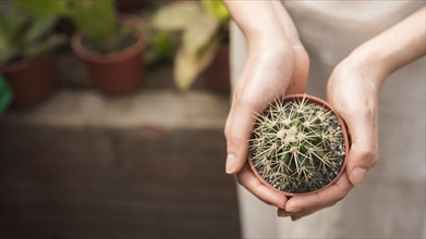 Woman s hand holding small succulent potted plant