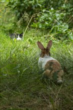 Cat watching Dutch rabbit