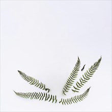 Green leaves white background