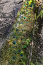 Colourful plumage of the peacock