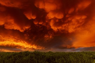 Large red and orange mammatus clouds over a meadow. Saintes Maries de la Mer