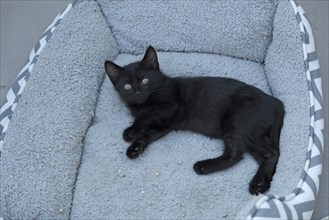 Nine-week-old black kitten lying in a basket
