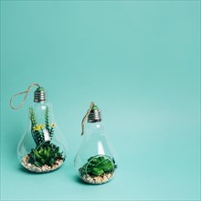 Close up mini set succulents arrangement light bulb