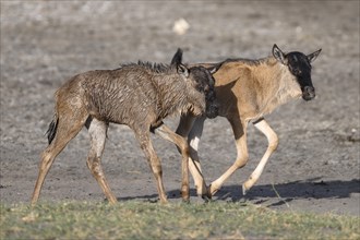 Wildebeest