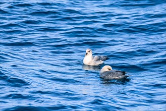 Northern fulmar birds resting in the sea