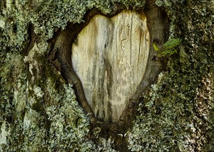 Scarred knothole on a tree in the shape of a heart