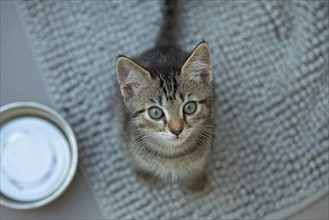 Nine-week-old tabby kitten looks into camera