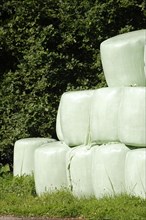 Grass silage packed with green plastic sheeting