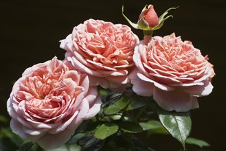 English shrub rose