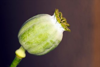 Capsule of the opium poppy