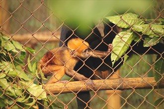 Black Crested Gibbon