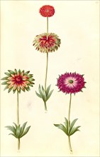 Hybrids of anemone