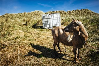 Chained goat in the dunes of Terschelling