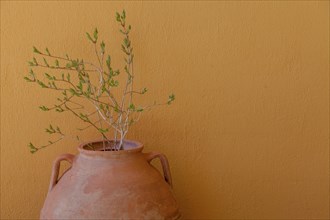 Amphora with branches in front of yellow house wall