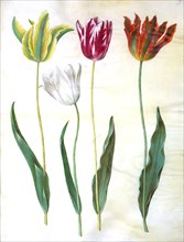 Garden tulip