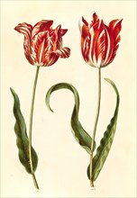 Garden tulip