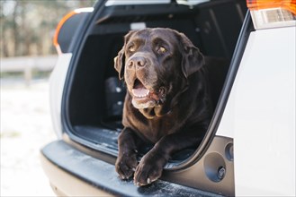 Dog relaxing open trunk