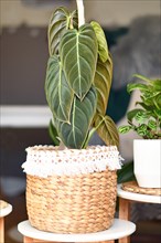 Tropical 'Philodendron Melanochrysum' houseplant with long velvel leaves in basket flower pot on table